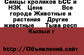 Самцы кроликов БСС и НЗК › Цена ­ 400 - Все города Животные и растения » Другие животные   . Тыва респ.,Кызыл г.